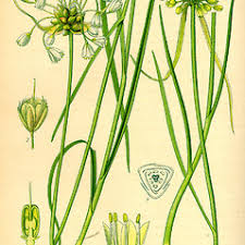 Attēlu rezultāti vaicājumam “Allium oleraceum flower”