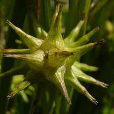 Attēlu rezultāti vaicājumam “Carex globularis flower”