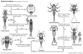Attēlu rezultāti vaicājumam “Ephemeroptera larvae”