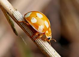 Attēlu rezultāti vaicājumam “Calvia decemguttata”