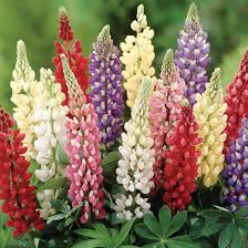 Image result for Lupinen