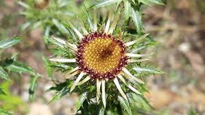 Attēlu rezultāti vaicājumam “Carlina vulgaris”