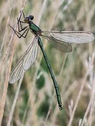 Attēlu rezultāti vaicājumam “Lestes dryas female”