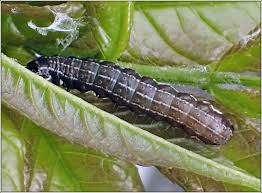 Attēlu rezultāti vaicājumam “Eupsilia transversa”