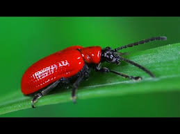 Attēlu rezultāti vaicājumam “Lilioceris lilii”