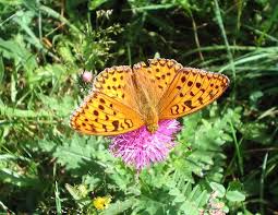 Attēlu rezultāti vaicājumam “Argynnis adippe male”