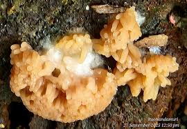 Attēlu rezultāti vaicājumam “Tubifera magna young”