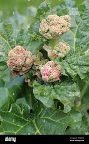 Attēlu rezultāti vaicājumam “Rheum rhabarbarum flower”