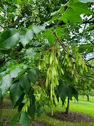 Attēlu rezultāti vaicājumam “Fraxinus pennsylvanica fruit”