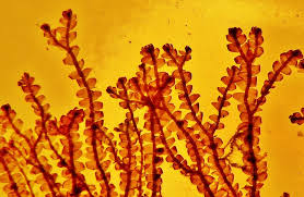 Attēlu rezultāti vaicājumam “Chiloscyphus polyanthos”