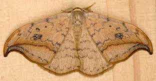 Attēlu rezultāti vaicājumam “Drepana falcataria”