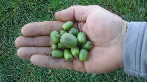 Attēlu rezultāti vaicājumam “Actinidia kolomikta fruit”