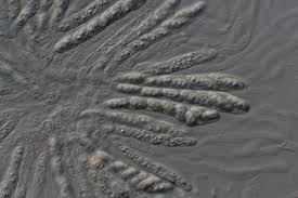 Attēlu rezultāti vaicājumam “Neonectria coccinea”