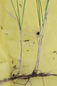 Attēlu rezultāti vaicājumam “Carex arenaria  fruit”