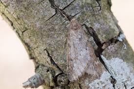 Attēlu rezultāti vaicājumam “Alsophila aescularia”