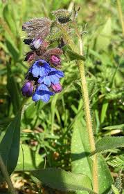 Attēlu rezultāti vaicājumam “Pulmonaria angustifolia leaf”
