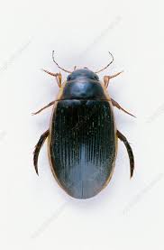 Attēlu rezultāti vaicājumam “Dytiscus sp.”