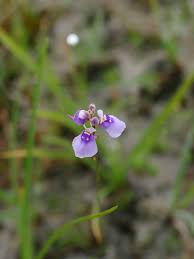 Image result for Utricularia