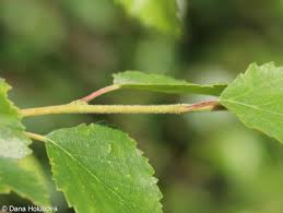 Attēlu rezultāti vaicājumam “Betula pubescens leaf”