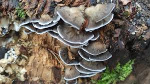 Attēlu rezultāti vaicājumam “Bjerkandera adusta”