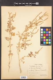 Attēlu rezultāti vaicājumam “Melilotus wolgicus flower”