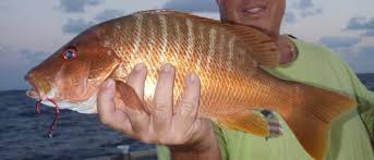 Image result for Lutjanus jocu