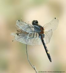 Attēlu rezultāti vaicājumam “Leucorrhinia pectoralis”