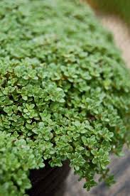 Attēlu rezultāti vaicājumam “Thymus serpyllum leaf”