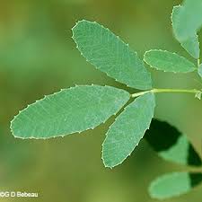 Attēlu rezultāti vaicājumam “Melilotus officinalis leaf”
