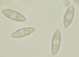 Attēlu rezultāti vaicājumam “Microstoma protracta”