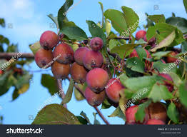 Attēlu rezultāti vaicājumam “Malus prunifolia fruit”