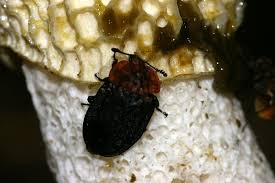 Attēlu rezultāti vaicājumam “Oiceoptoma thoracicum”