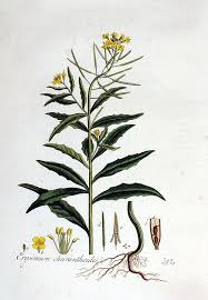 Attēlu rezultāti vaicājumam “Erysimum cheiranthoides leaf”