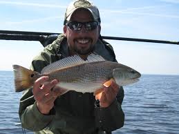 Image result for Sciaenops ocellatus