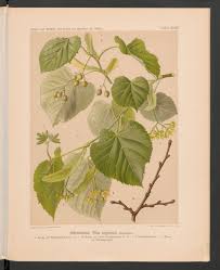 Attēlu rezultāti vaicājumam “Tilia tomentosa leaf”