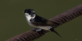 Attēlu rezultāti vaicājumam “Delichon urbicum”