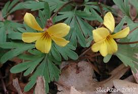 Attēlu rezultāti vaicājumam “Viola collina leaf”