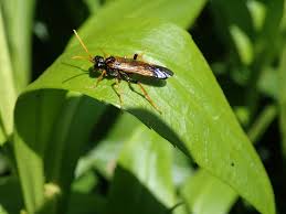 Attēlu rezultāti vaicājumam “Tenthredo campestris”