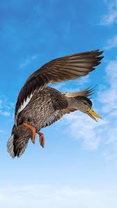 Image result for Anas rubripes