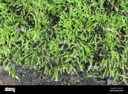 Attēlu rezultāti vaicājumam “Hygroamblystegium varium sporophyte”