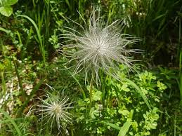 Image result for Kuhschelle