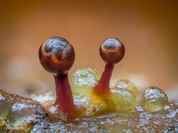 Attēlu rezultāti vaicājumam “Lamproderma gulielmae spores”