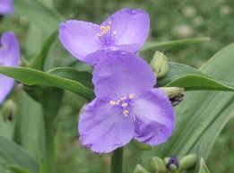 Attēlu rezultāti vaicājumam “Tradescantia virginiana”