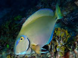 Image result for Acanthurus bahianus
