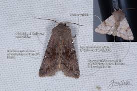 Attēlu rezultāti vaicājumam “Orthosia incerta”