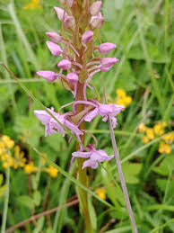 Attēlu rezultāti vaicājumam “Gymnadenia conopsea fruit”