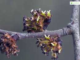 Attēlu rezultāti vaicājumam “Ulmus glabra flower”