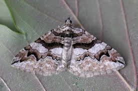 Attēlu rezultāti vaicājumam “Pareulype berberata”