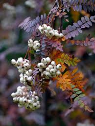 Attēlu rezultāti vaicājumam “Sorbus”