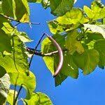 Attēlu rezultāti vaicājumam “Catalpa ovata fruit”